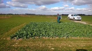 Cereals 2021 crop plots have wintered well ahead of planned show