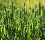 Farmers advised to use foliar N on spring wheat for maximum returns