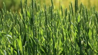 Farmers advised to use foliar N on spring wheat for maximum returns