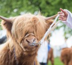 Plans for ‘closed doors’ showcase as 2021 Highland Show is shelved