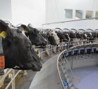 DeLaval launches ‘Think Big’ initiative for dairy farmers looking to expand