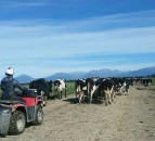 New Zealand milk output to fall by 10%