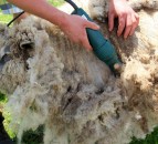 British Wool and young farmers gear up for the shearing season