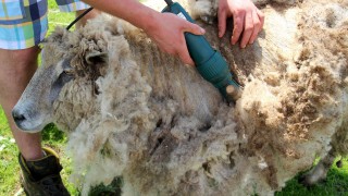 British Wool and young farmers gear up for the shearing season