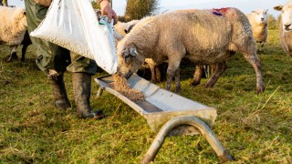 Farming and food production must be classed as ‘critical industries’ – NFUS