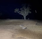 Video: Aussie farmers seek urgent action to combat ‘mice plague’
