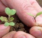 The threat of weeds now greater than at any time in human history