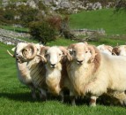 New initiative to compare rams in commercial hill flocks