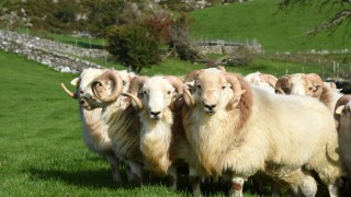 The Hill Ram Scheme searches for commercial flocks