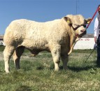 €8,000 tops sale of Charolais bulls in Tullamore, Rep. of Ireland