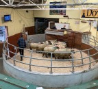 NI marts: Sellers permitted to return ringside on May 3