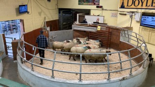 NI marts: Sellers permitted to return ringside on May 3