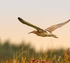 Quarter of island’s native birds now ‘red-listed’