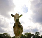 New Zealand government to phase out live exports by sea