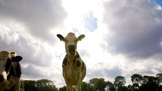 New Zealand government to phase out live exports by sea