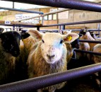 NI sheep farmers to benefit from £1.27 million Covid-19 support scheme