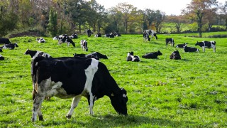 RABDF appoints First Milk farmer director as new chair