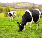 Grazing deficits now an issue on NI dairy farms