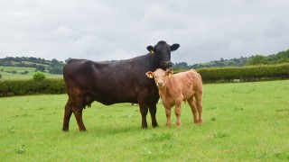 Cattle prices exceed averages and expectations