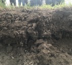 The importance of soil – our roots have taught us