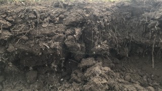 The importance of soil – our roots have taught us