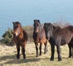 Court orders release of four horses held at NI Port for a month