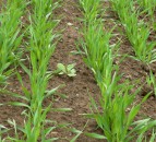 New international partnership established to combat weeds