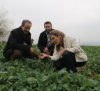 Foliar application boosts zinc content of wheat by 50% – UCO research