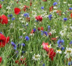 Last chance for farmers in the Midlands to apply for on-farm biodiversity grant