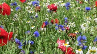 Last chance for farmers in the Midlands to apply for on-farm biodiversity grant