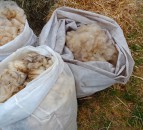First ‘European Wool Day’ to be held this Friday