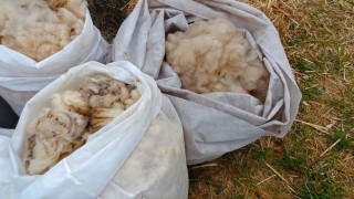 British Wool enjoys highest market prices in 4 years