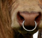 NI research to investigate link between stock genetics and temperament
