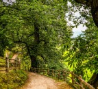 Approval given for greater protection for sweet chestnut trees in England