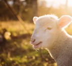 Border Leicester Sheep Society to mark 125 years with show and competition