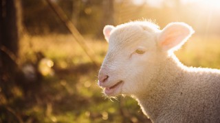 Border Leicester Sheep Society to mark 125 years with show and competition