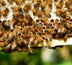 American Foulbrood outbreak detected in Perthshire beehive