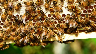 Farmers among winners of Bees’ Needs Champions Awards
