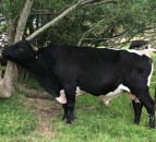 RBST Watchlist: 75 of the UK’s rarest breeds listed as ‘high priority’