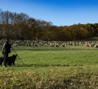 NSA Next Generation Shepherd competition finalists step up to compete once again