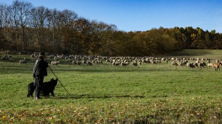 NSA Next Generation Shepherd competition finalists step up to compete once again