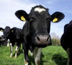 NI milk prices edge upwards for March