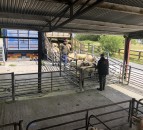 Northern sheep trade: Average hogget and spring lamb prices rise