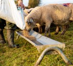NI total farm income up by a third in 2020