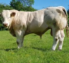10 Top Tips: Managing a stock bull this breeding season