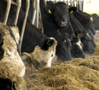 Slight increase in TB incidence rates in herds across England