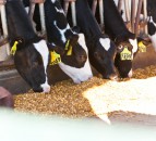 First UK project launched to provide real time data on heat stress in cows