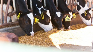First UK project launched to provide real time data on heat stress in cows