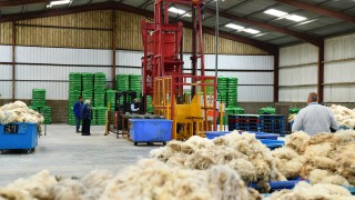 British Wool to pay all producers who made a delivery to a depot in 2020