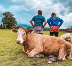 Better breeding with Bulls Out for Cancer campaign